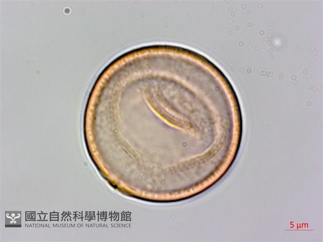 糙葉樹藏品圖，第2張