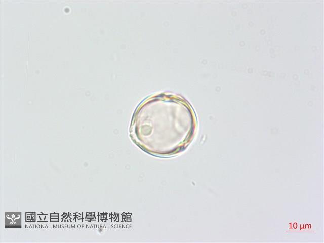 羊不食、毛茄藏品圖，第3張