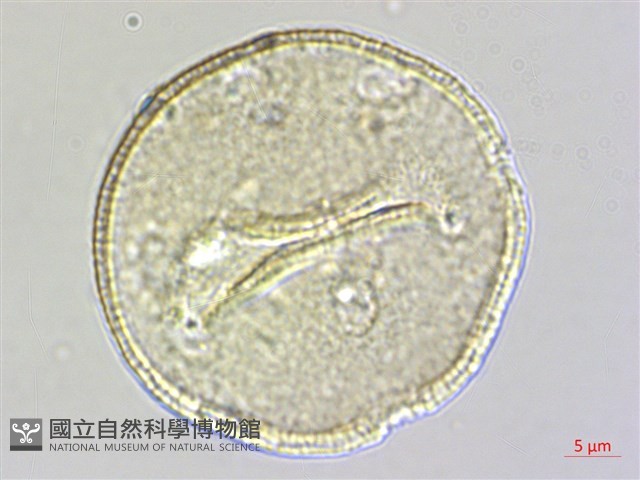 楓香、楓樹藏品圖，第3張