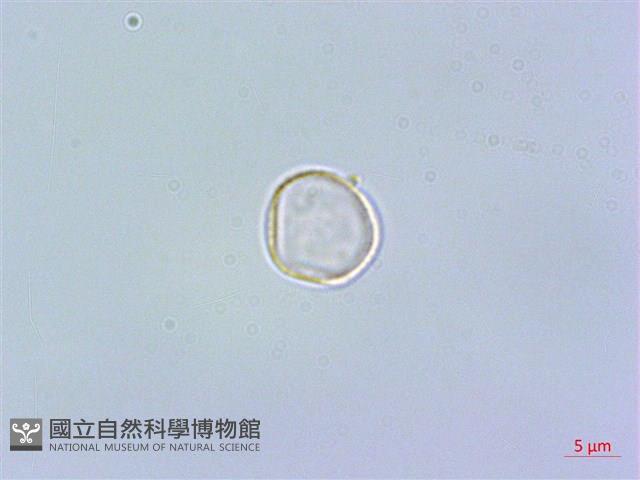 短角冷水麻藏品圖，第2張