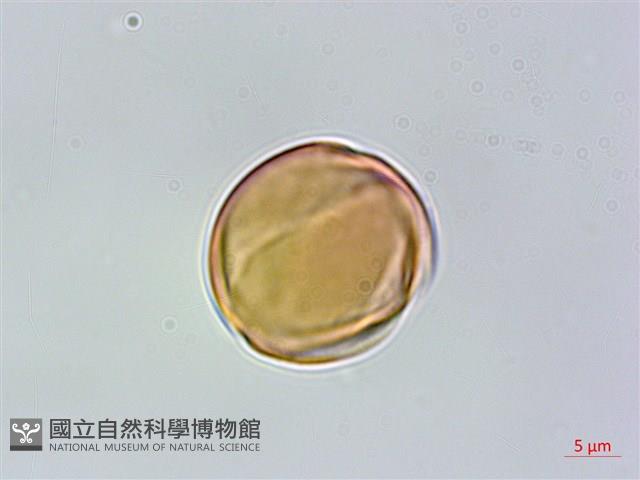 毛果柃木、菱葉柃木藏品圖，第2張