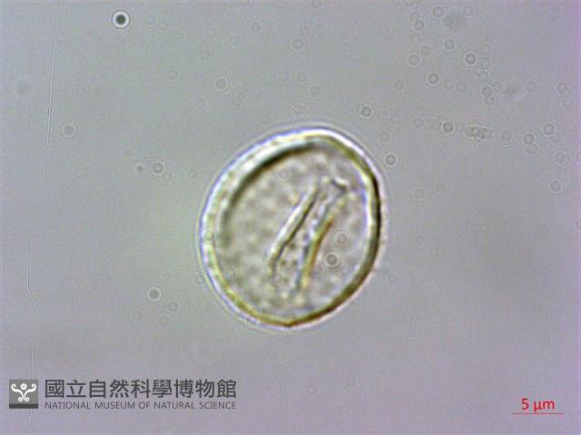 申跋、油跋、小天南星藏品圖，第3張