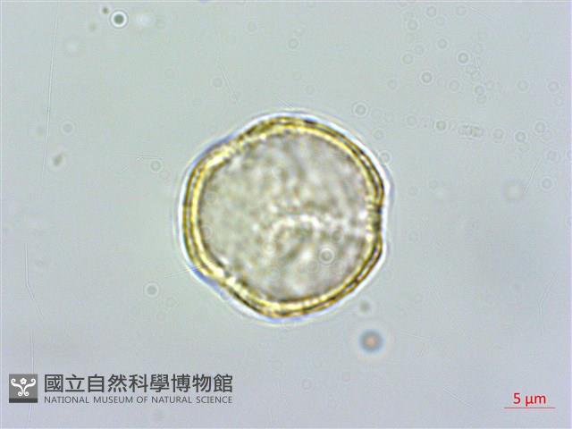 串鼻龍藏品圖，第3張