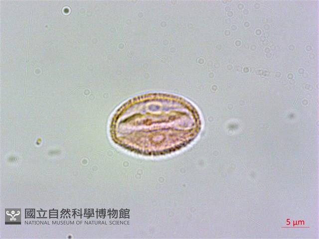 臺灣鉤藤藏品圖，第2張