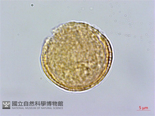 巴氏鐵線蓮藏品圖，第2張