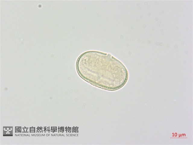 玉山當歸藏品圖，第3張