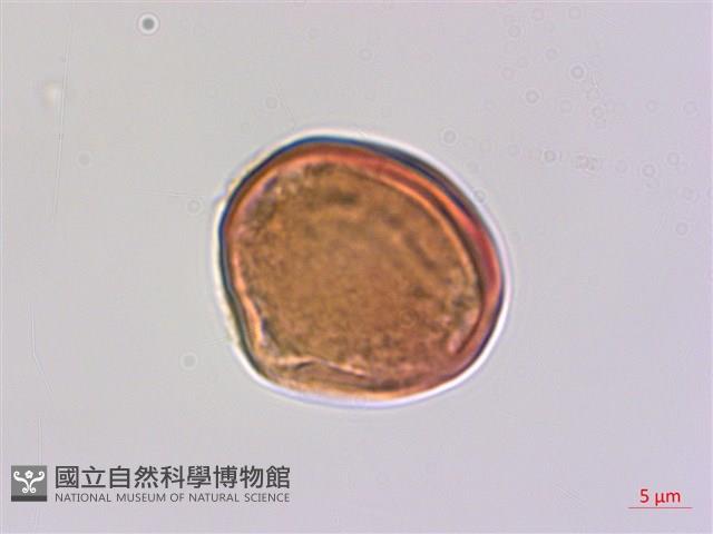 毛咀簽藏品圖，第2張