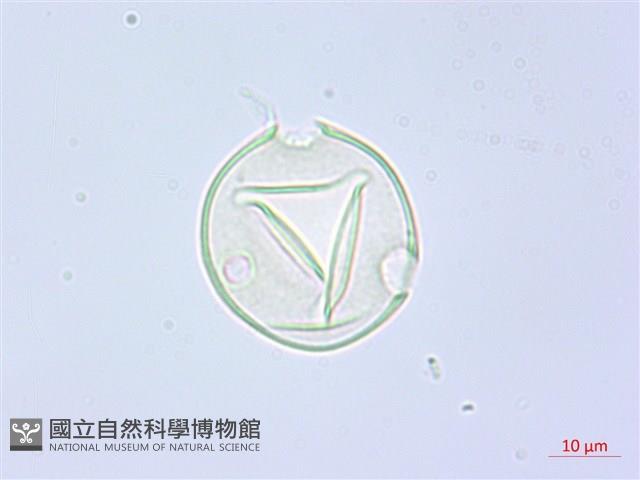 阿里山水晶蘭藏品圖，第2張