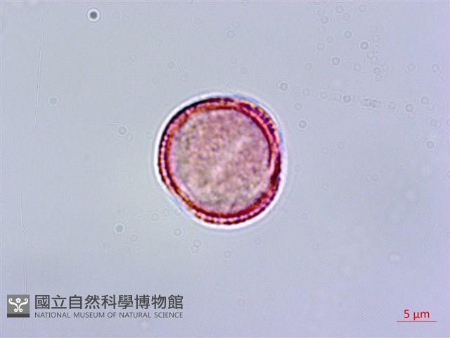 呂宋水錦樹藏品圖，第2張