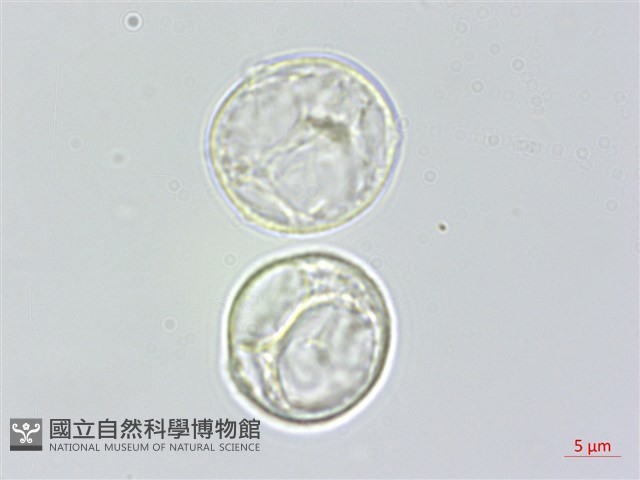 水麻藏品圖，第2張