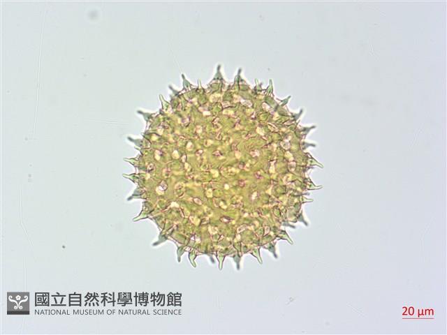 厚葉牽牛藏品圖，第3張