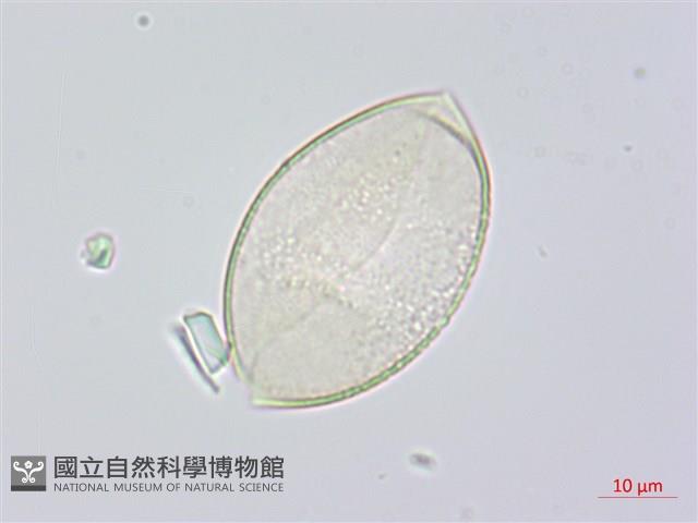 綿棗兒、地棗子藏品圖，第2張