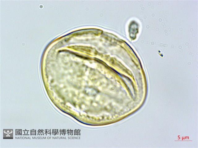 菲島福木藏品圖，第2張