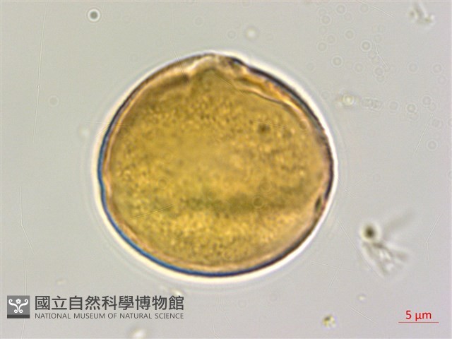 枸杞藏品圖，第2張