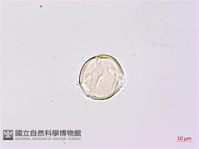 寬翼豆藏品圖，第2張