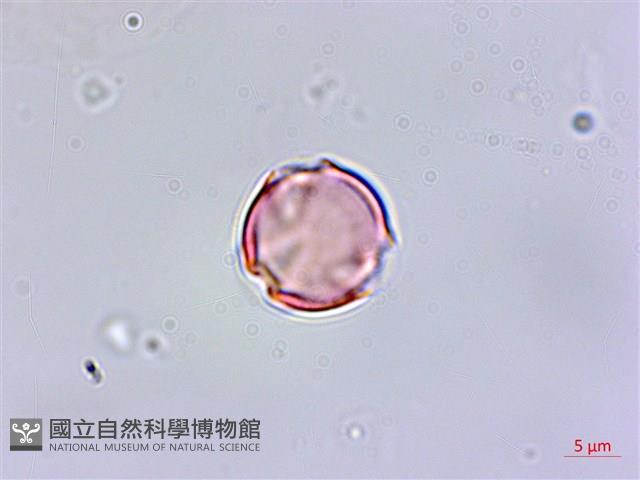 排香草藏品圖，第2張