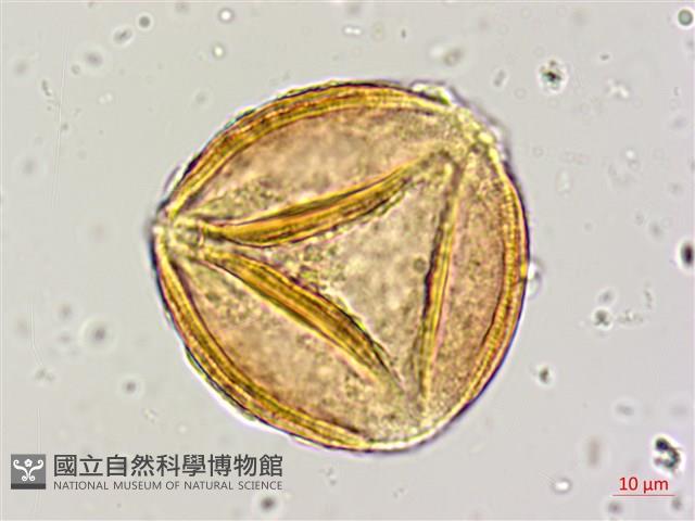 小果刀豆藏品圖，第2張