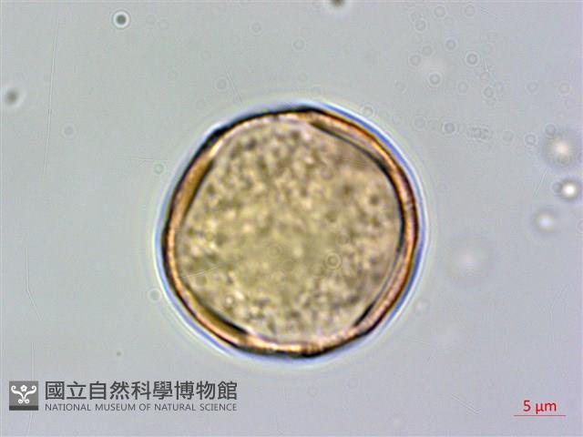 哈哼花藏品圖，第3張