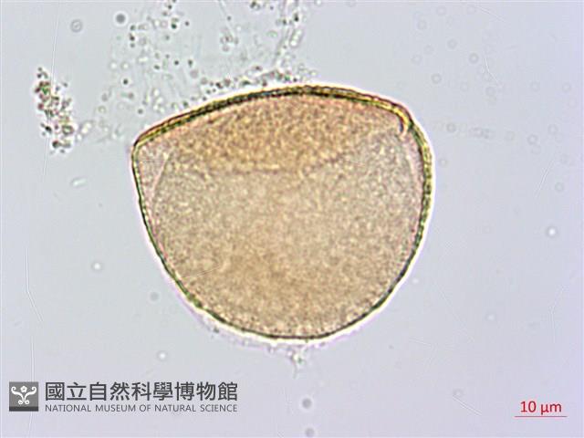 番仔林投藏品圖，第2張