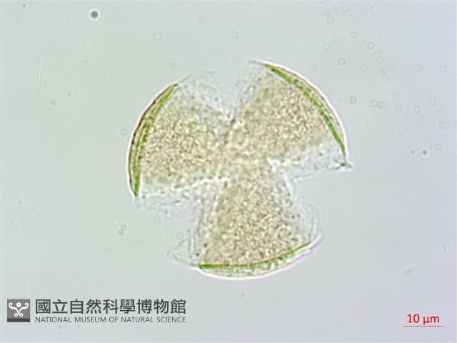 台灣鬼督郵藏品圖，第3張