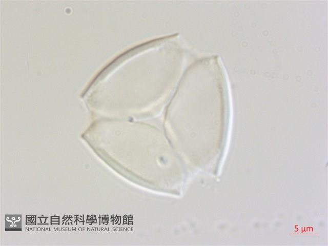 賽赤楠藏品圖，第2張