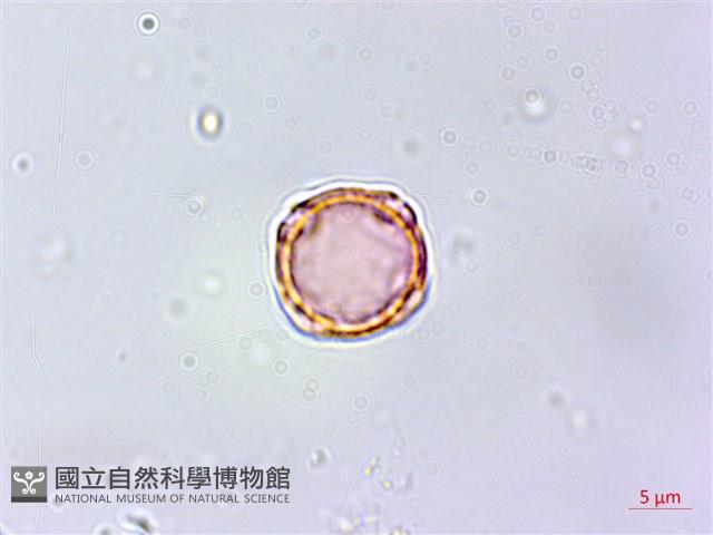紅頭鐵莧、蘭嶼鐵莧藏品圖，第3張