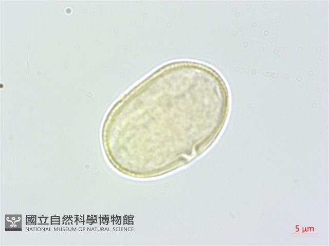 濱當歸藏品圖，第2張