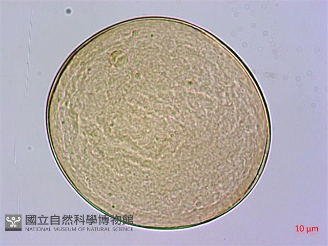 疣柄魔芋、雷公統、巨花蒟蒻、南天星藏品圖，第2張