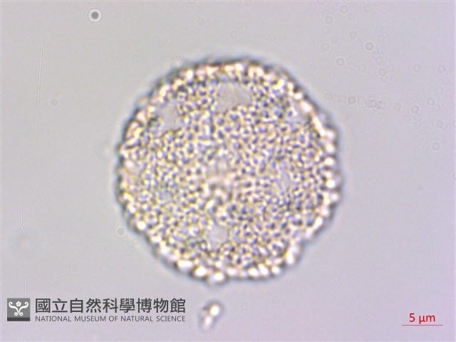琉球黃楊藏品圖，第2張