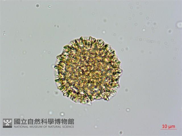 火炭母草藏品圖，第3張