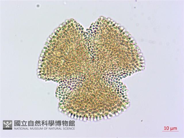 小角柱花藏品圖，第2張