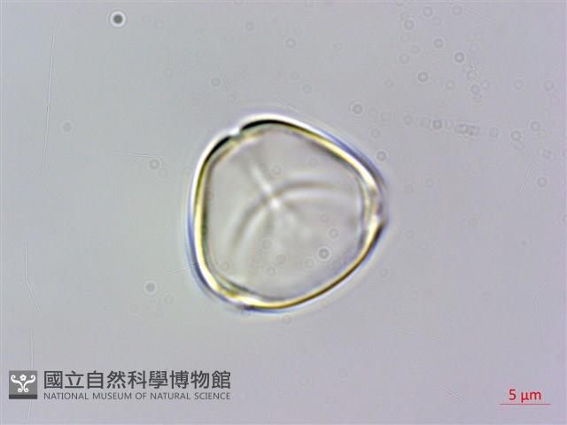 大花赤楠藏品圖，第2張