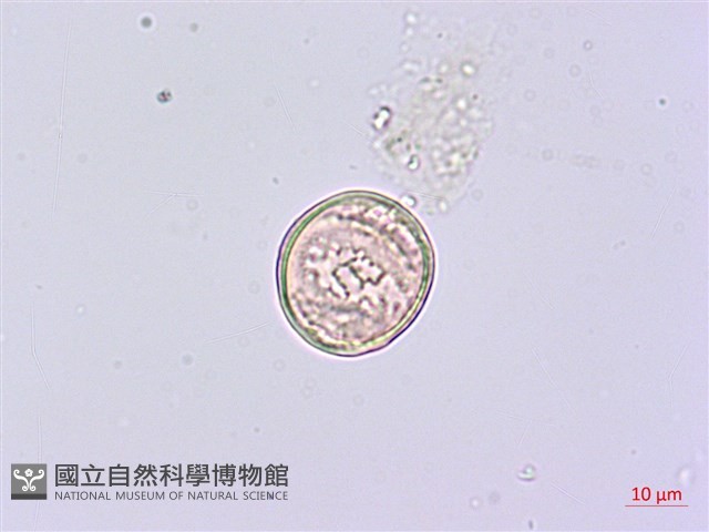蘭嶼八角金盤藏品圖，第3張
