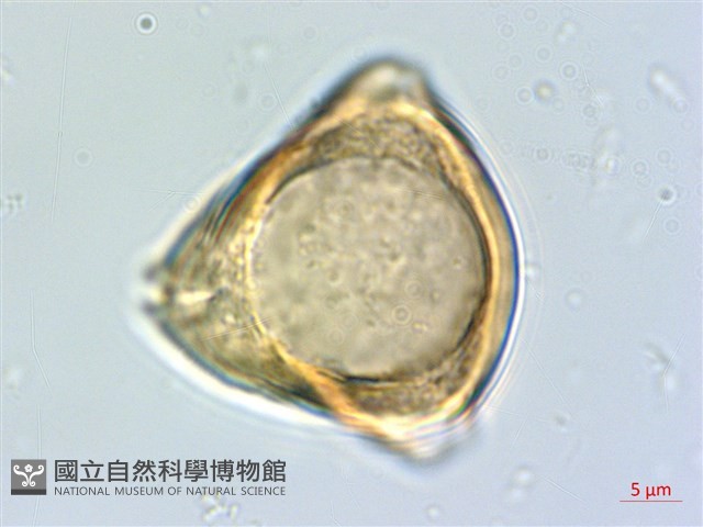 宜梧藏品圖，第3張