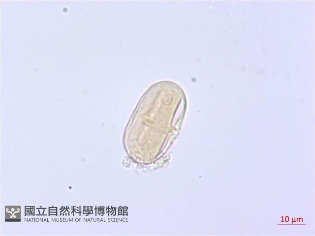 森氏當歸藏品圖，第2張