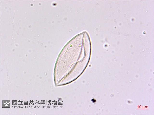 細葉麥門冬藏品圖，第2張