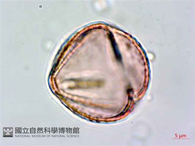 黃菫藏品圖，第2張