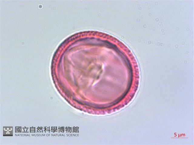 阿里山清風藤藏品圖，第2張