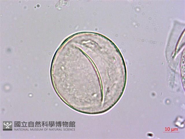 密毛魔芋藏品圖，第2張