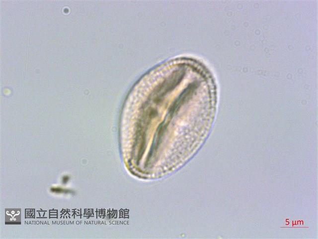 山豬肉藏品圖，第2張