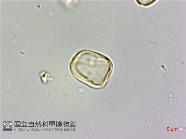 圓果秋海棠藏品圖，第3張