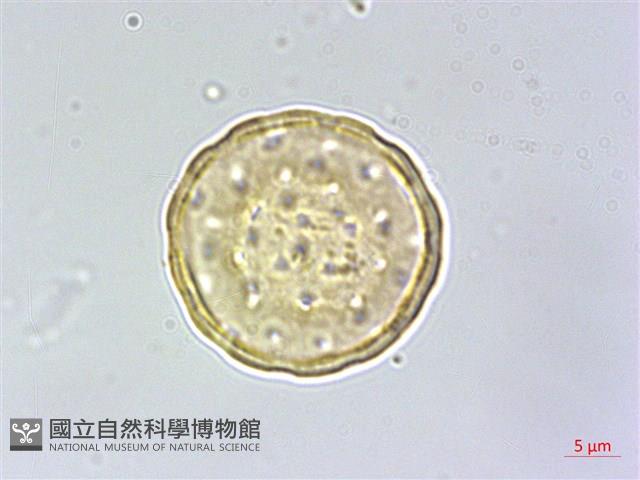 刺莧藏品圖，第3張