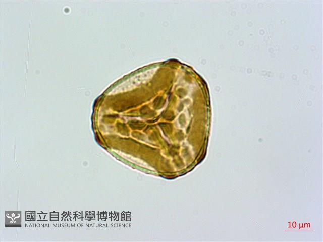 細毛碗蕨藏品圖，第2張