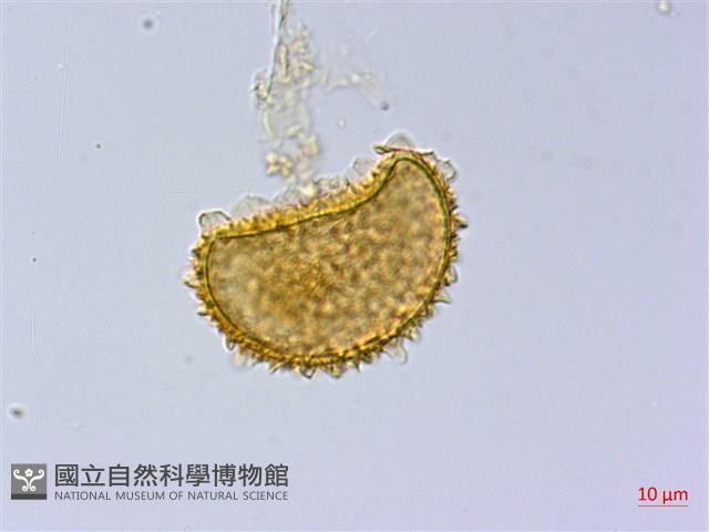 臺灣雙蓋蕨藏品圖，第3張