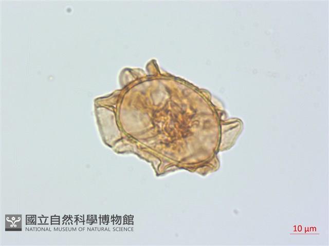 假腸蕨藏品圖，第3張