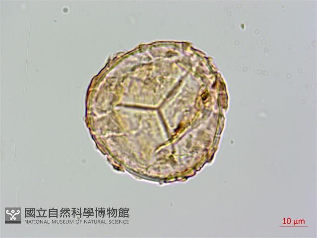 登錄號:P009859藏品圖，第3張