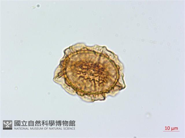 鐵角蕨藏品圖，第2張