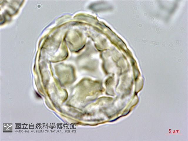 馬來陰石蕨藏品圖，第3張