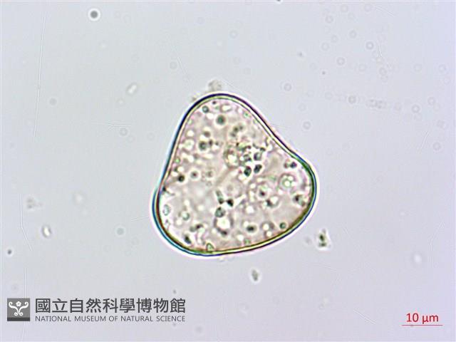 粗毛鱗蓋蕨藏品圖，第3張