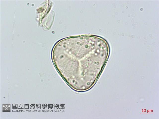 華南鱗蓋蕨藏品圖，第3張